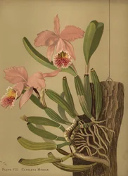 Moss cattleya eller påskeorkidé, Cattleya mossiae